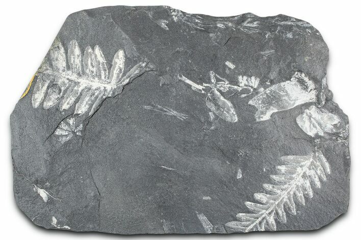 Fossil Seed Fern (Alethopteris & Pecopteris) Plate - Pennsylvania #360494